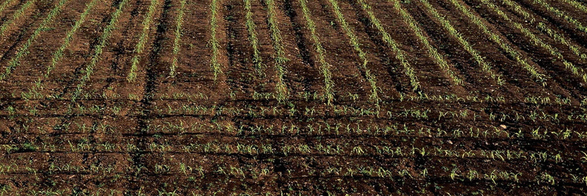 New Draft General Comment on Land and ESC Rights